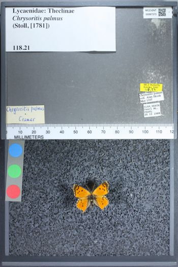 Media type: image;   Entomology 67373